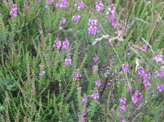 079Heather (640x480)