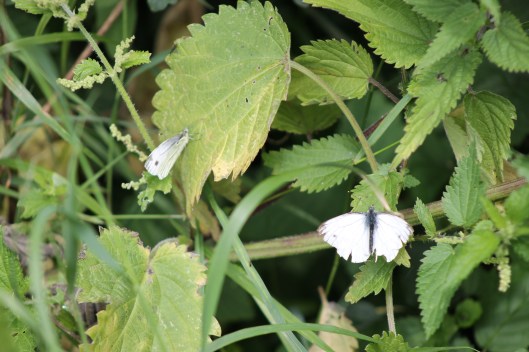 079Two white butterflies