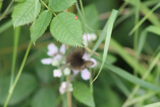 084Male meadow brown & strange red ball on leaf