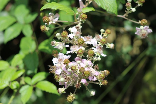 088Bramble