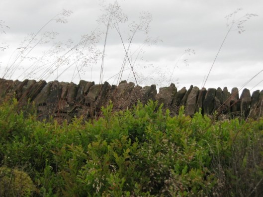 090Wall, grass, bilberries (640x480)