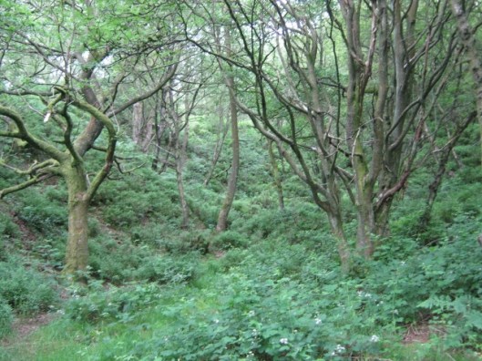 092Back Forest (640x480)