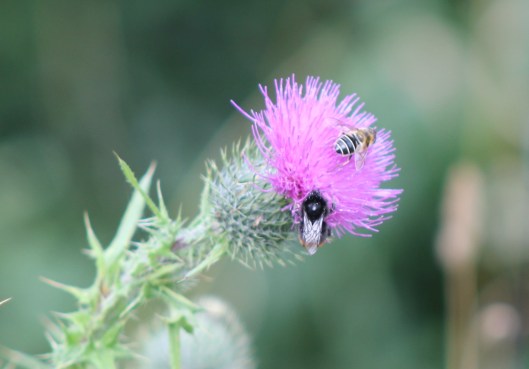 092Bees on thistle