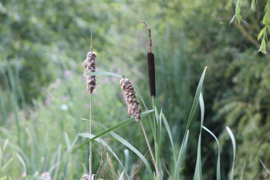 094Bulrush