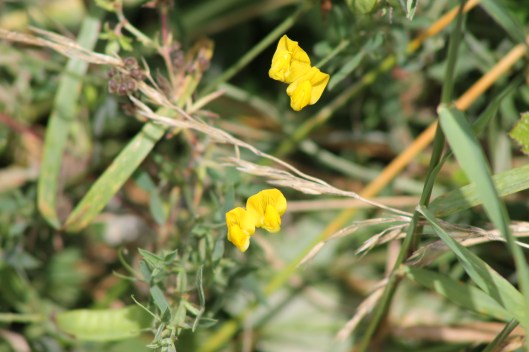 095Greater bird's foot trefoil