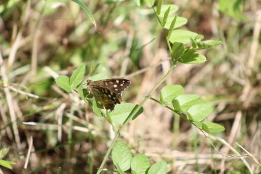 097Speckled wood
