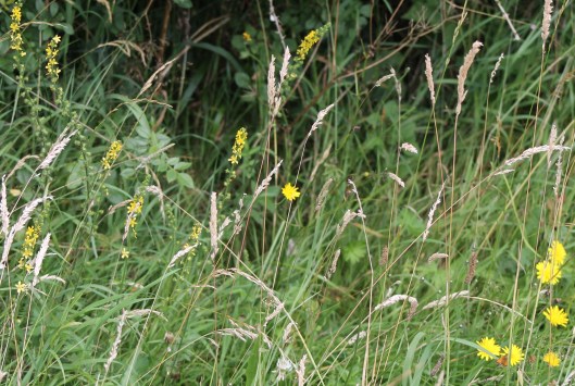 099Cat's ear and agrimony