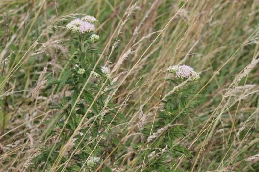 100Hemp agrimony