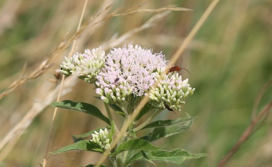 101Hemp agrimony with cardinal beetle and a sawfly