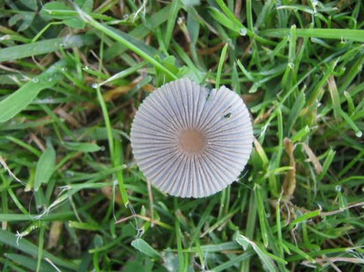 001Pleated Inkcap (640x480)
