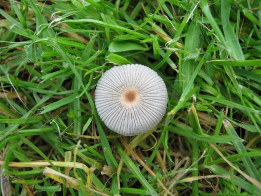 003Pleated Inkcap (640x480)