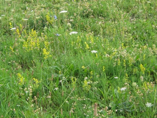 003Wild flowers at cstle (640x480) (2)