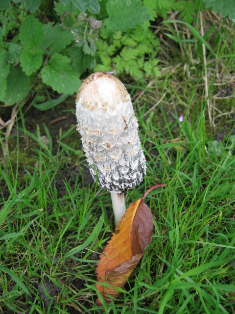 004Shaggy Inkcap (480x640)