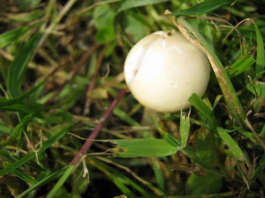 005Toadstool (640x480)