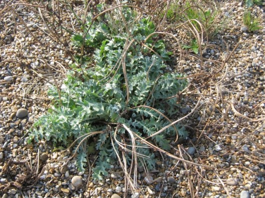 005Yellow Horned Poppy leaves (640x480)