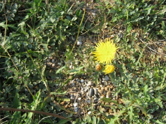 006Prickly Sow-Thistle (640x480)