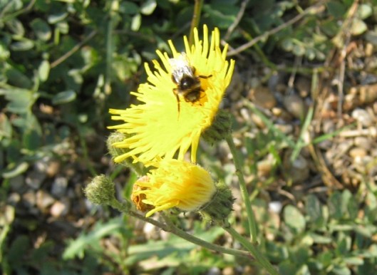 007Bee on Prickly Sow-Thistle (640x467)
