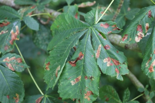 007Diseased leaves of Horse Chestnut (640x427)