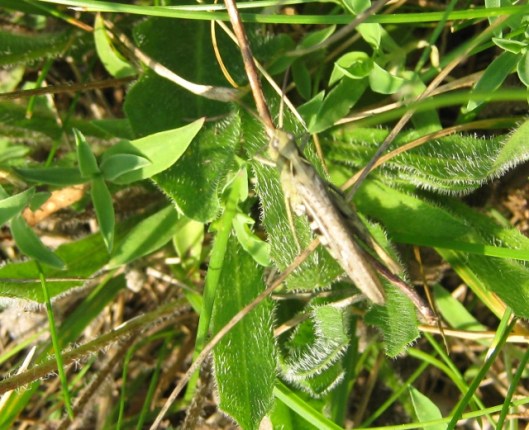 009Grasshopper (640x521)