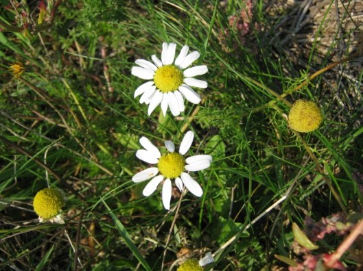 010Sea Mayweed (640x480)