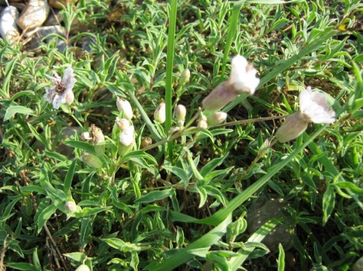 011Sea Campion (640x480)