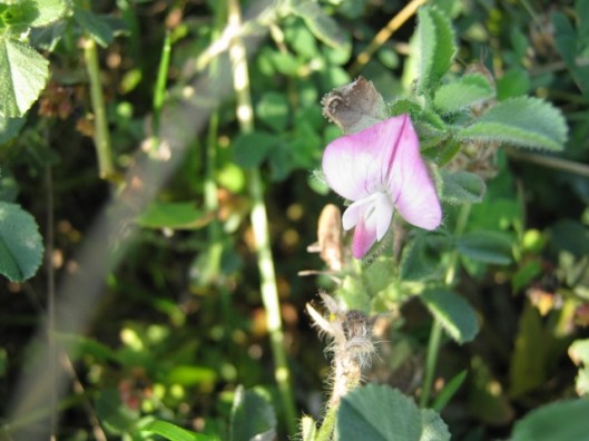 013Common Restharrow (640x480)
