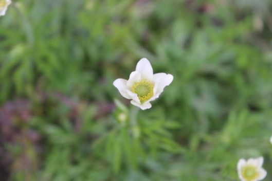 014Alpine pasque flower (640x427)