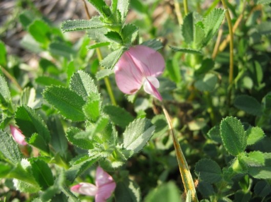 016Common Restharrow (640x480)