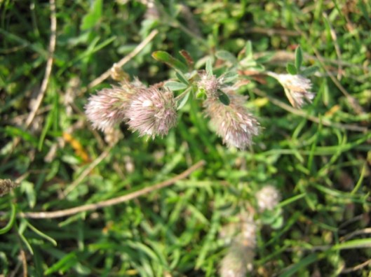 017Hare's-foot Clover (640x480)