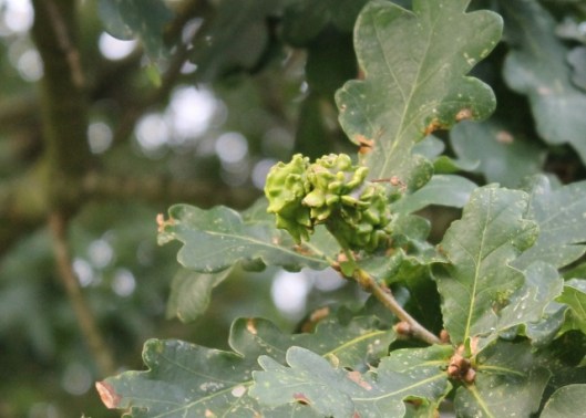 018Acorns with galls (640x458)