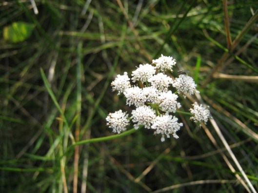 019Parsley Water-Dropwort (640x480)