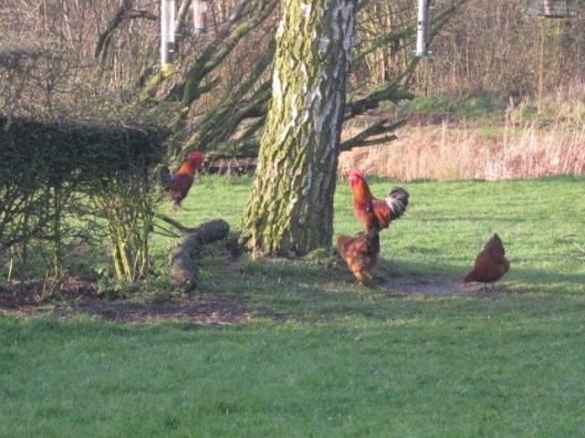 020Next door's chickens (640x480)