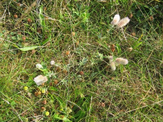 021Hare's-foot Clover with Hop Trefoil (640x480)