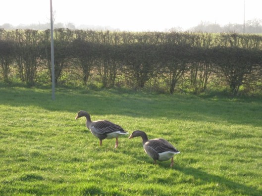 022Pair of geese in garden (640x480)