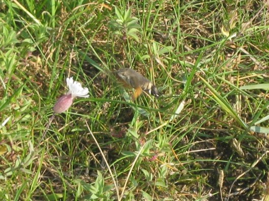 025Humming-bird Hawkmoth (640x480)