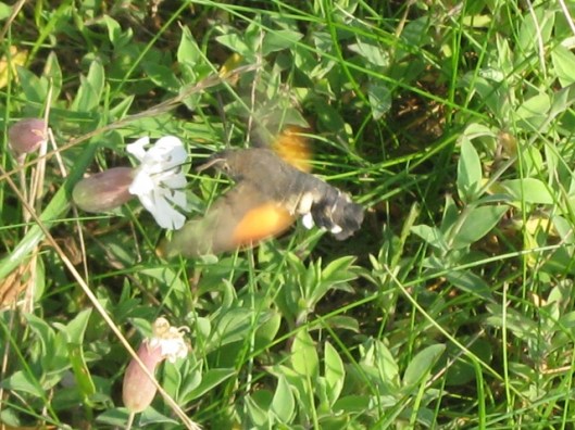 026Humming-bird Hawkmoth (640x480)