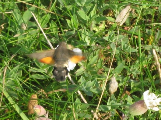 028Humming-bird Hawkmoth (640x480)