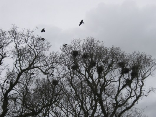 029St Margaret's rookery (640x480)