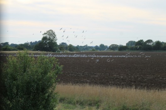 030Seagulls (640x427)