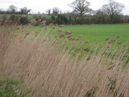 033Common reeds in ditch (640x480)