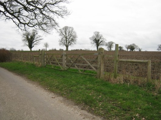 035Trees on horizon (640x480)