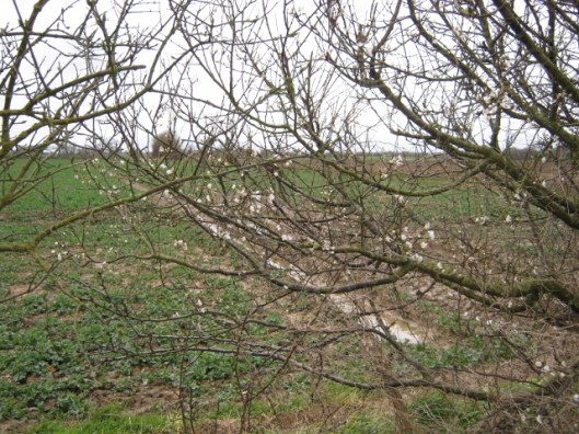 039Blackthorn (640x480)