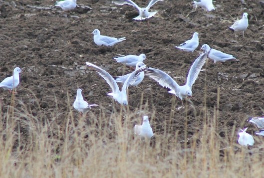 039Seagulls (640x433)