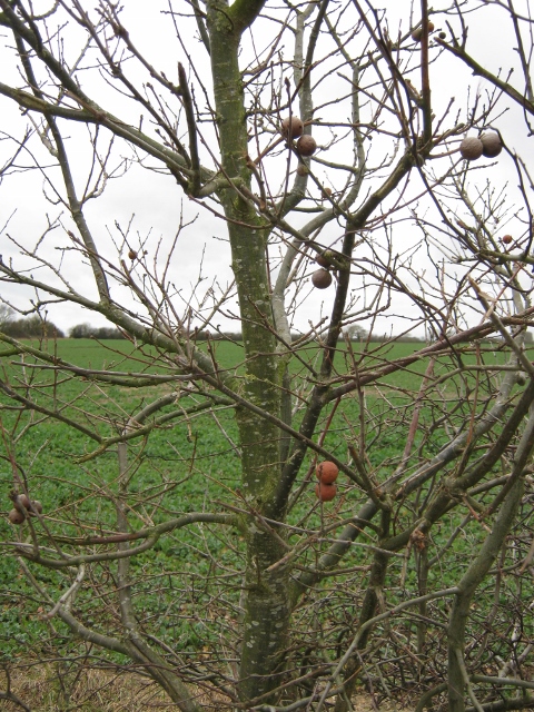 040Marble galls in hedgerow (480x640)