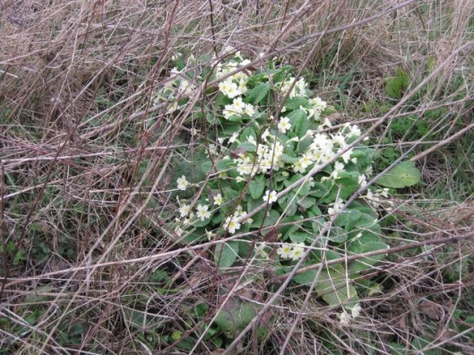 043Primroses (640x480)
