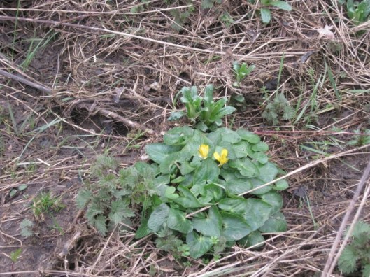 044Lesser celandines (640x480)