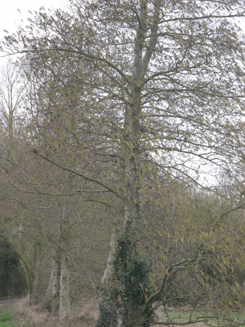 046Italian alder trees (480x640)