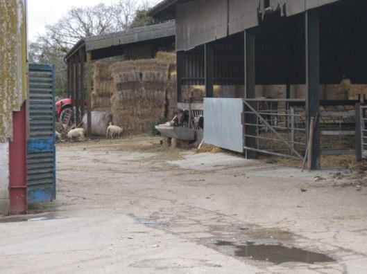 047Farmyard (640x480)