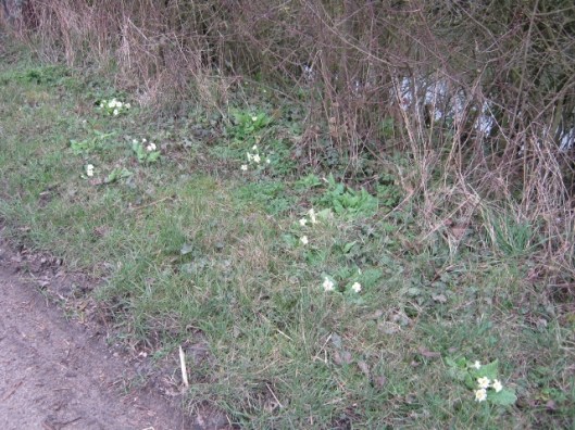 050Primroses (640x480)
