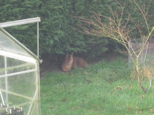 001Female muntjac (640x480)